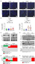 VE-cadherin Antibody in Western Blot (WB)