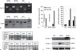 CXCL12 Antibody in Western Blot (WB)