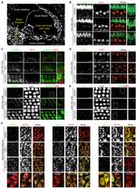 COL9A1 Antibody in Immunohistochemistry (IHC)