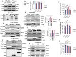 PKM2 Antibody in Western Blot (WB)