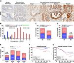 FAM150A Antibody in Immunohistochemistry (IHC)