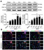 MC1R Antibody in Immunohistochemistry (IHC)