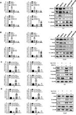 SLUG Antibody in Western Blot (WB)