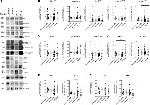 CD63 Antibody in Western Blot (WB)