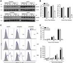 HSP90 beta Antibody in Western Blot (WB)