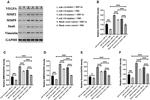 VEGF Antibody in Western Blot (WB)