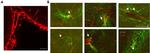 Connexin 26 Antibody in Immunohistochemistry (IHC)