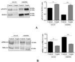 Phospho-AMPK alpha-1,2 (Thr183, Thr172) Antibody in Western Blot (WB)