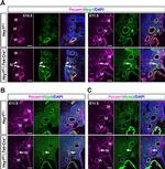 Connexin 40 Antibody in Immunohistochemistry (IHC)