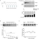 PCDGF Antibody in Western Blot (WB)