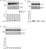 PCDGF Antibody in Western Blot (WB)