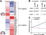 alpha Tubulin Antibody in Western Blot (WB)