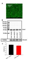 ORAI1 Antibody in Western Blot, Immunocytochemistry (WB, ICC/IF)