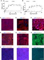 Occludin Antibody in Immunocytochemistry (ICC/IF)