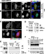 p53 Antibody in Western Blot, Immunocytochemistry, Immunoprecipitation (WB, ICC/IF, IP)