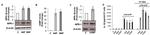 NPR1 Antibody in Western Blot (WB)