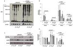 Phospho-NLRP3 (Ser295) Antibody in Western Blot (WB)