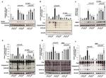 Cathepsin B Antibody in Western Blot (WB)