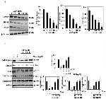 HO-1 Antibody in Western Blot (WB)