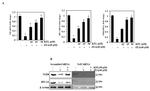 HO-1 Antibody in Western Blot (WB)