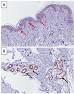 MIF Antibody in Immunohistochemistry (IHC)