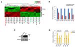 FHIT Antibody in Western Blot (WB)