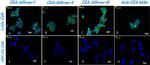 CEA Antibody in Immunocytochemistry (ICC/IF)