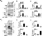 Phospho-NFATC2 (Ser326) Antibody in Western Blot (WB)