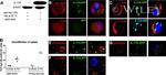 GFP Antibody in Immunocytochemistry (ICC/IF)