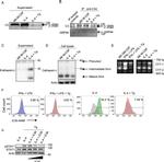 Cathepsin L Antibody in Western Blot (WB)