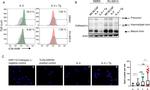 Cathepsin L Antibody in Western Blot, Immunocytochemistry, Proximity Ligation Assay (PLA) (WB, ICC/IF, PLA)