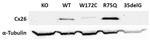 Connexin 26 Antibody in Western Blot (WB)