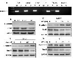 SNAIL Antibody in Western Blot (WB)