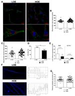 Cardiac Troponin T Antibody in Immunocytochemistry (ICC/IF)