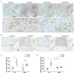 GFAP Antibody in Immunohistochemistry (IHC)