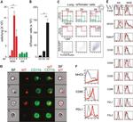 MHC Class II (I-A/I-E) Antibody in Flow Cytometry (Flow)