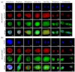 NUP107 Antibody in Immunocytochemistry (ICC/IF)