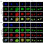 NUP107 Antibody in Immunocytochemistry (ICC/IF)