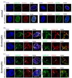 NUP107 Antibody in Immunocytochemistry (ICC/IF)