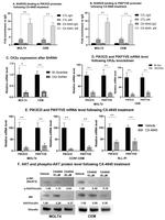 Vinculin Antibody in Western Blot (WB)