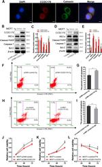 Calnexin Antibody in Immunocytochemistry (ICC/IF)