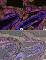 Calmodulin Antibody in Immunohistochemistry (IHC)