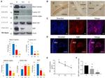 Lamin A/C Antibody in Western Blot (WB)