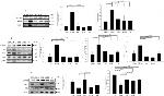 C/EBP alpha Antibody in Western Blot (WB)