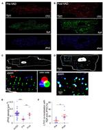 JPH2 Antibody in Immunocytochemistry (ICC/IF)