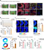 Vimentin Antibody in Immunohistochemistry (IHC)