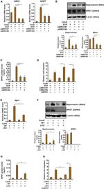 NPNT Antibody in Western Blot (WB)