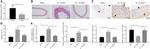 PARP1 (cleaved Asp214, Asp215) Antibody in Western Blot (WB)