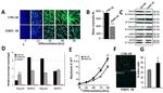 MYOD Antibody in Western Blot (WB)