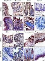 ACE2 Antibody in Immunohistochemistry (IHC)